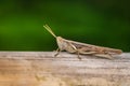 Brown Grasshopper on Bamboo