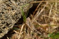 Grasshopper on a blade of grass Royalty Free Stock Photo