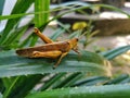 The brown grasshopper Royalty Free Stock Photo