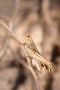 Brown Grasshopper camouflaged on a brown twig, Kruger National Park Royalty Free Stock Photo