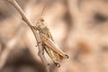 Brown Grasshopper camouflaged on a brown twig, Kruger National Park