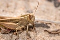 Brown Grasshopper camouflaged on a brown twig, Kruger National Park Royalty Free Stock Photo