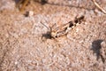 Brown Grasshopper camouflaged in the dead grass, Kruger National Park Royalty Free Stock Photo