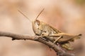 Brown Grasshopper camouflaged in the dead grass, Kruger National Park Royalty Free Stock Photo