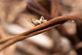 Brown Grasshopper camouflaged in the dead grass, Kruger National Park