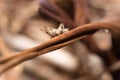 Brown Grasshopper camouflaged in the dead grass, Kruger National Park Royalty Free Stock Photo