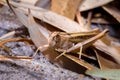 Brown Grasshopper camouflaged in the dead grass, Kruger National Park Royalty Free Stock Photo