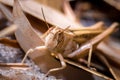 Brown Grasshopper camouflaged in the dead grass, Kruger National Park