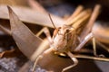 Brown Grasshopper camouflaged in the dead grass, Kruger National Park Royalty Free Stock Photo