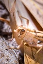 Brown Grasshopper camouflaged in the dead grass, Kruger National Park Royalty Free Stock Photo