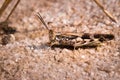 Brown Grasshopper camouflaged in the dead grass, Kruger National Park Royalty Free Stock Photo