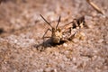 Brown Grasshopper camouflaged in the dead grass, Kruger National Park Royalty Free Stock Photo