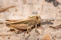 Brown Grasshopper camouflaged on Brown sand, Kruger National Park Royalty Free Stock Photo