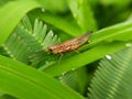 a brown grasshopper chorthippus on a green leaf