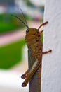 Brown grasshopper close up