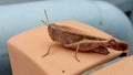 Brown Grasshopper closeup photoghraphy