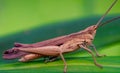 A grasshopper, Macro Photograph Royalty Free Stock Photo