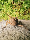 Closeup shot of a brown grasshopper on a wall