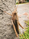 Closeup shot of a brown grasshopper on a wall