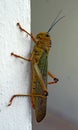 Brown grasshopper full body