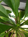 brown grasshopper on green leaf