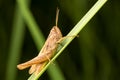 Brown grasshopper on a green leaf of grass. Macro photo Royalty Free Stock Photo