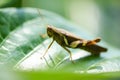 Brown grasshopper on green leaf nature background, insect macro grasshopper leaves Royalty Free Stock Photo