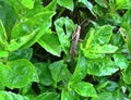 Brown grasshopper on green leaves