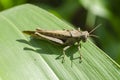 Brown Grasshopper On Green Maize Leaf