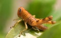 Brown Grasshopper Insect Garden Pest Royalty Free Stock Photo