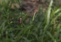 Brown grasshopper