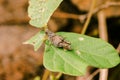 Brown grasshopper on leaf has a prominent belly Royalty Free Stock Photo