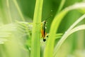 Brown grasshopper on leaf Status: very common Royalty Free Stock Photo