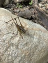 a brown grasshopper with long legs