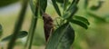 Brown grasshopper on a lucerne Royalty Free Stock Photo