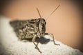 A Brown Grasshopper Royalty Free Stock Photo