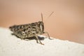 A Brown Grasshopper Royalty Free Stock Photo