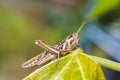 Brown grasshopper in nature