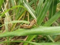 Brown grasshopper in nature, migratory bird locust or brown spotted locust Royalty Free Stock Photo