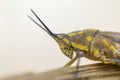 Brown grasshopper in nature, Migratory Bird Locust or Brown Spotted Locust Cyrtacanthacris tatarica - Image Royalty Free Stock Photo