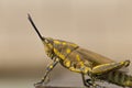 Brown grasshopper in nature, Migratory Bird Locust or Brown Spotted Locust Cyrtacanthacris tatarica - Image Royalty Free Stock Photo