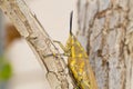 Brown grasshopper in nature, Migratory Bird Locust or Brown Spotted Locust Cyrtacanthacris tatarica - Image Royalty Free Stock Photo