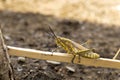 Brown grasshopper in nature, Migratory Bird Locust or Brown Spotted Locust Cyrtacanthacris tatarica - Image Royalty Free Stock Photo