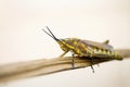 Brown grasshopper in nature, Migratory Bird Locust or Brown Spotted Locust Cyrtacanthacris tatarica - Image Royalty Free Stock Photo