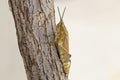 Brown grasshopper in nature, Migratory Bird Locust or Brown Spotted Locust Cyrtacanthacris tatarica - Image Royalty Free Stock Photo