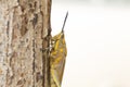 Brown grasshopper in nature, Migratory Bird Locust or Brown Spotted Locust Cyrtacanthacris tatarica - Image Royalty Free Stock Photo