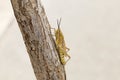 Brown grasshopper in nature, Migratory Bird Locust or Brown Spotted Locust Cyrtacanthacris tatarica - Image Royalty Free Stock Photo