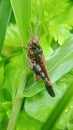 A brown grasshopper nymph perched on the grass, Royalty Free Stock Photo