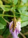 brown grasshopper perched on a branch. desert locust.belalang juta