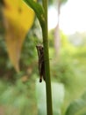 brown grasshopper perched on a branch. desert locust.belalang juta